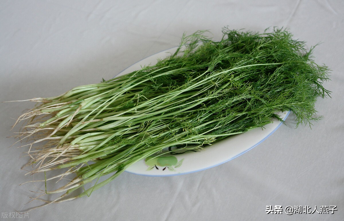 各种可以吃的野菜图片大全及名称 (100种野菜图片大全和名称和吃法)