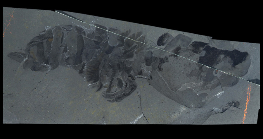 奇虾的故事1：恐虾首霸