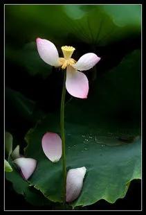 残荷虽败风骨犹存文案,残荷虽败能听雨