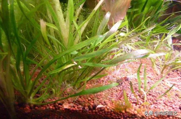 鱼缸造景莫斯草怎么栽,草金鱼缸造景石头摆法