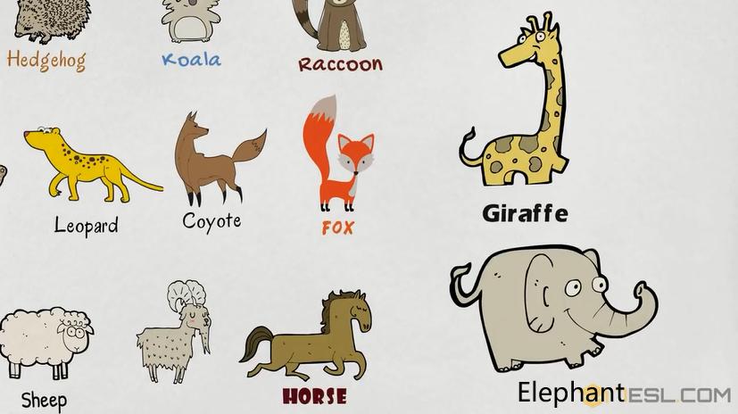 动物英语名称视频大全,兔小贝英语宝典动物名称