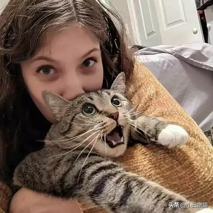 不要随便亲猫的后果,强行亲猫