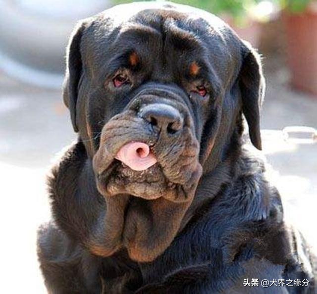 鐚涚姮涓渶鍘夊鐨勭姮鏄粈涔堢姮,鐚涚姮涓殑浜斿ぇ闇镐富