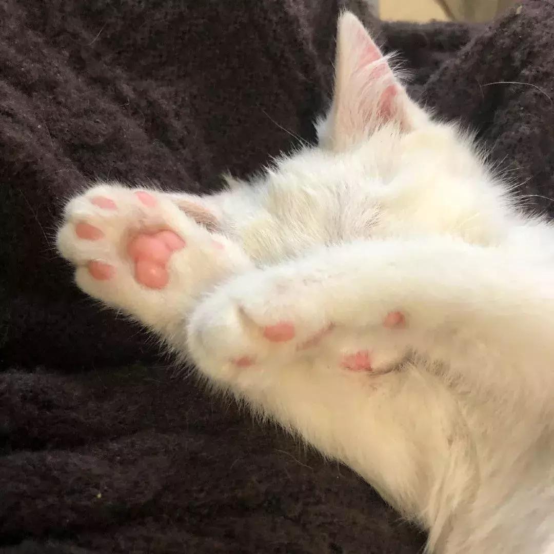 2020火爆全网的这些口红你有几支,口红鬼打墙