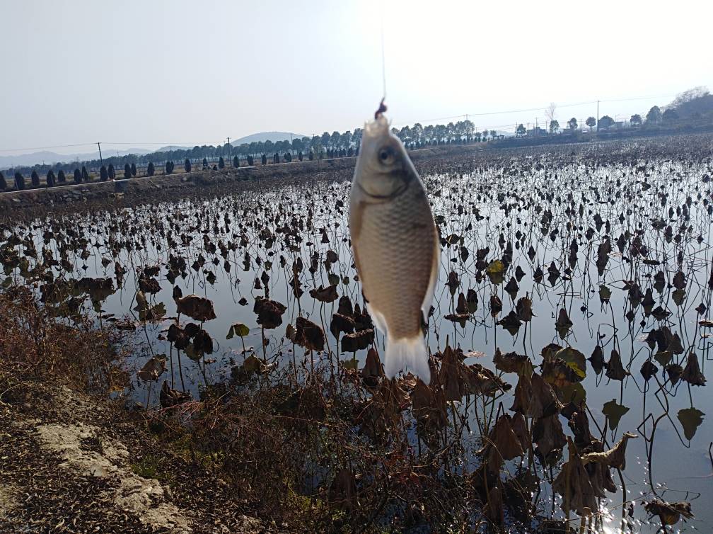 子母坠线组,子母坠如何调钓