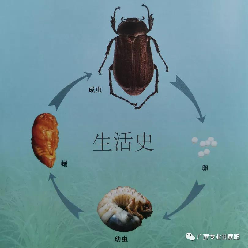 淡水龟的防治方法,猪鼻龟病虫害防治