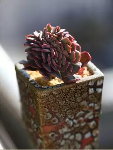 多肉的蚧壳虫怎样彻底消灭,多肉小黑飞和蚧壳虫用什么药