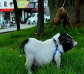 广西土林有什么特产出名,老友粉是广西哪里的特产