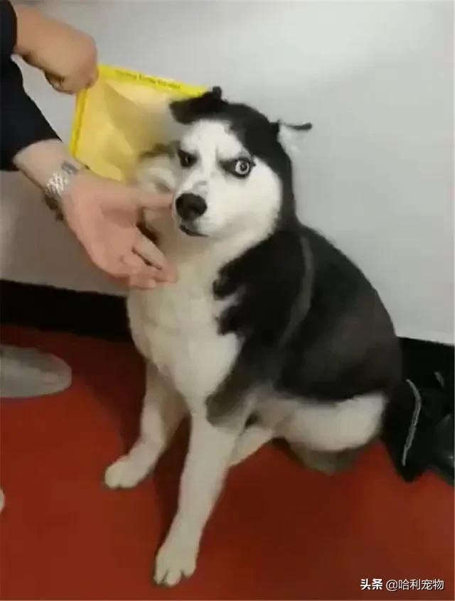 哈士奇粘鼠板搞笑视频,哈士奇被粘鼠板粘住