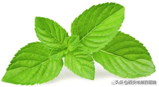夏季薄荷的妙用,夏天薄荷的食用方法