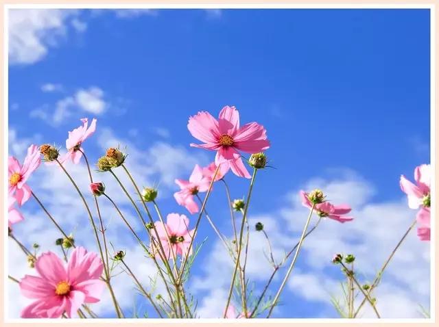 魔都四月赏花,魔都春季赏花好地方