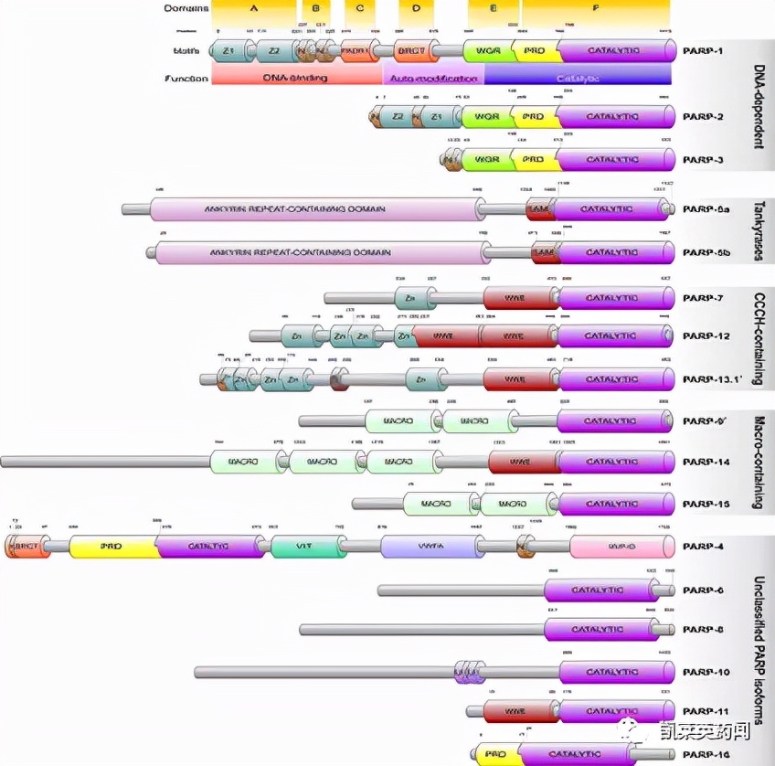聚焦药靶：PARP*制剂抑**，不可不知的肿瘤靶向药