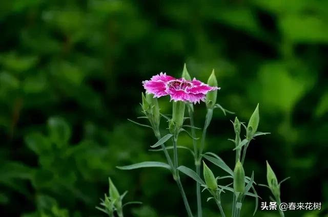 这几种植物越养越值钱,这几种花你养过吗