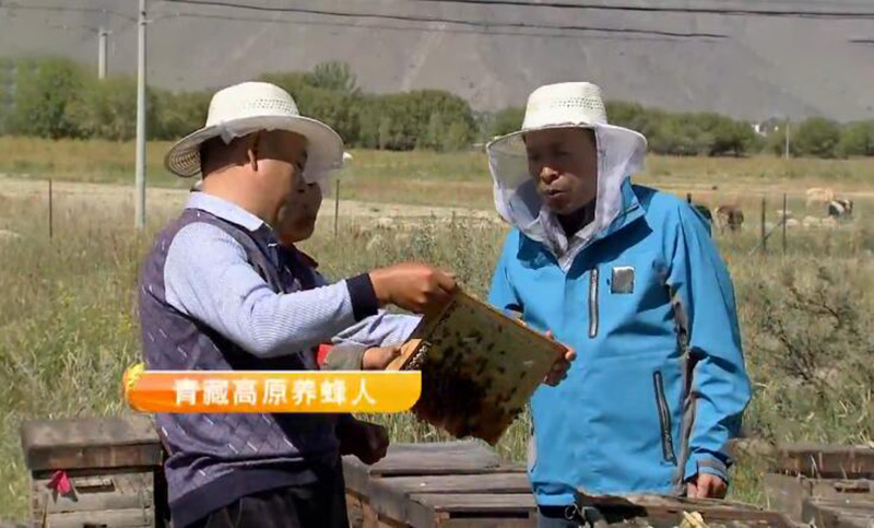 农村大爷深山养蜂创业,老汉深山养蜂年赚16万元