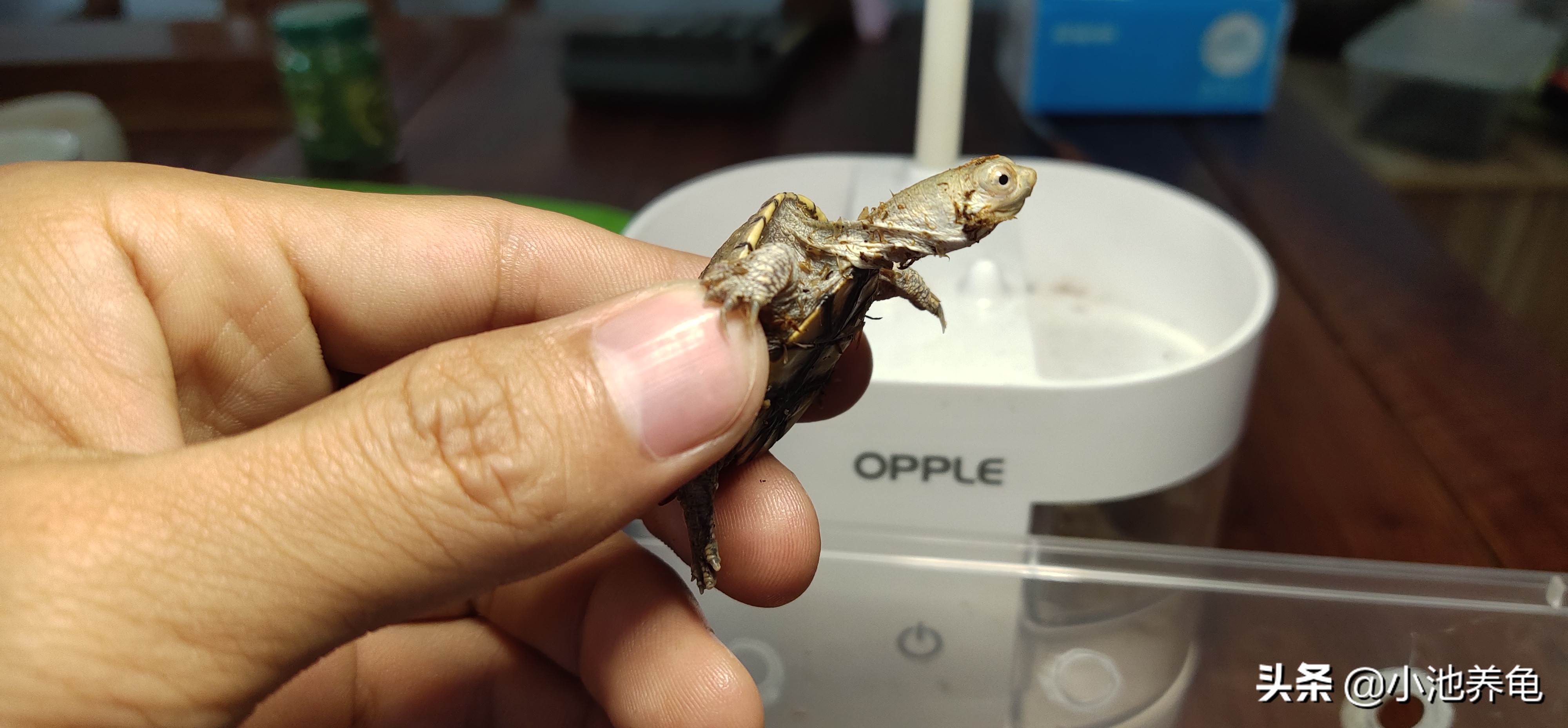 新手养龟怎么繁殖,新手养龟如何挑选