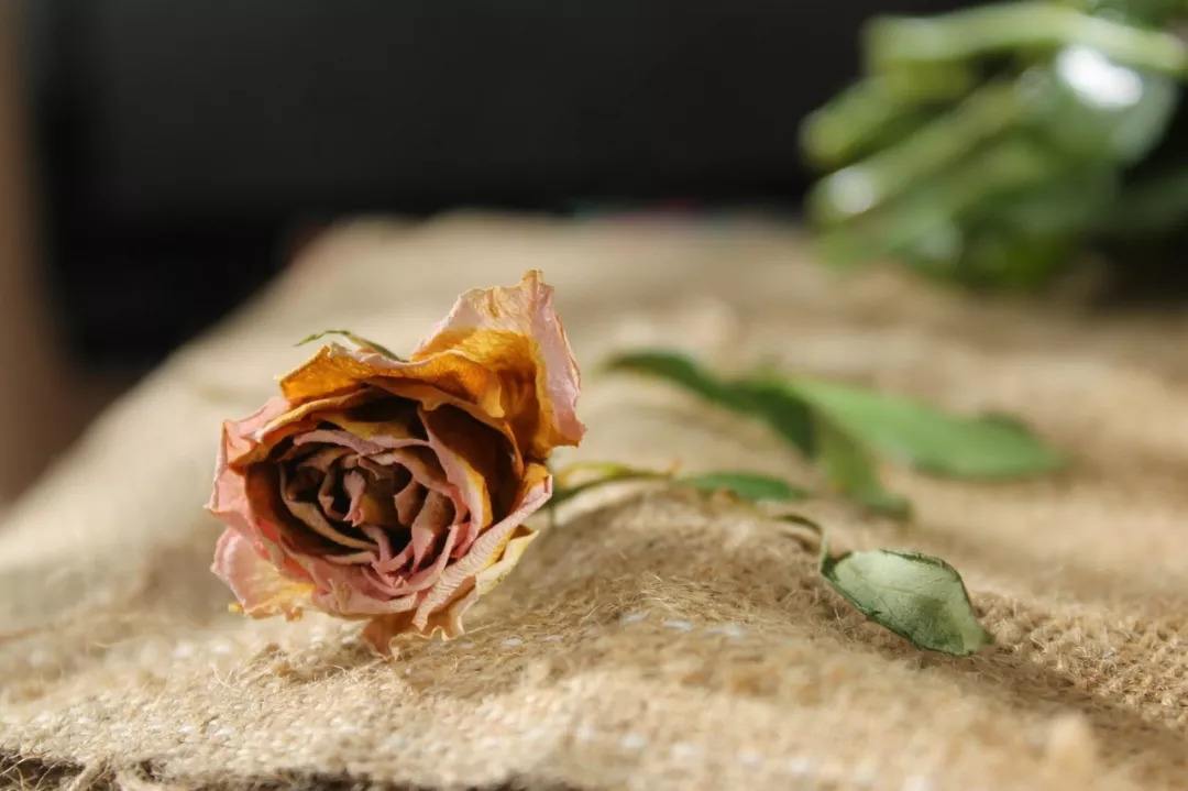 秋天室内干燥对身体有害吗?如何让室内保持舒适湿度?