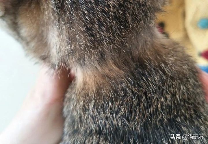 猫咪项圈对猫咪有危害吗,猫项圈给猫咪带来的危害