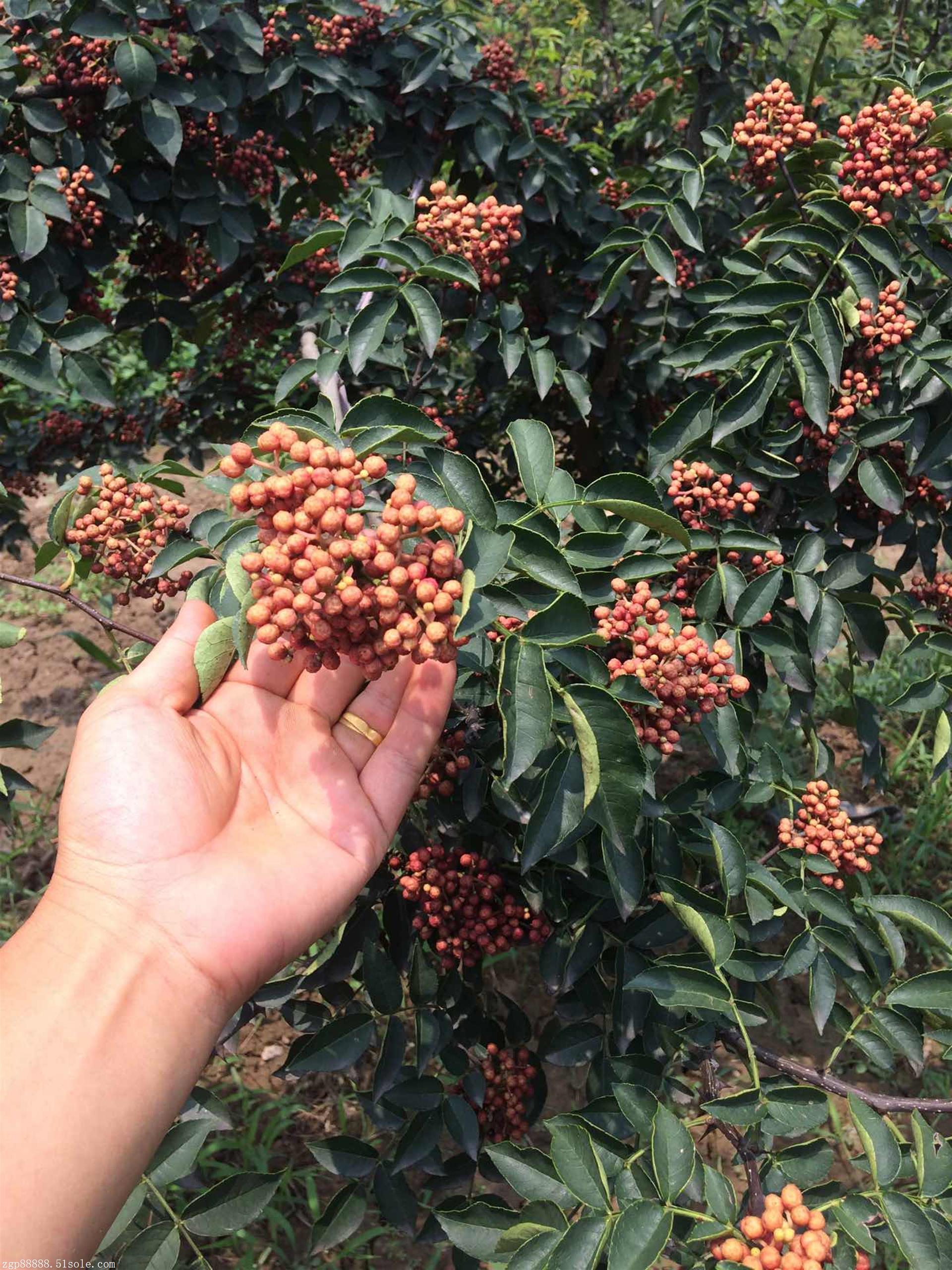 花椒树的传说故事,花椒树故事视频