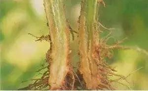 瓜类病害治疗药,瓜类主要病害有哪五条