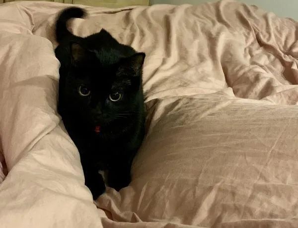 黑猫是不吉利的象征吗,黑猫代表着不祥可老人偏偏不信