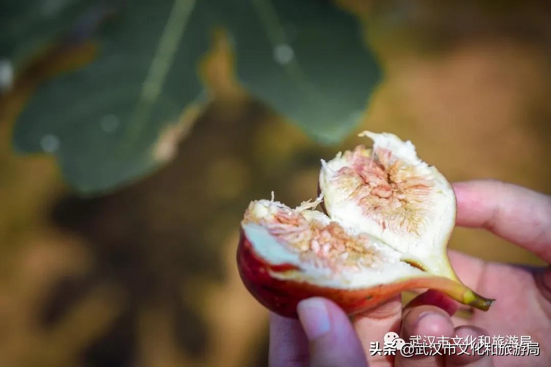 板栗葡萄采摘园,板栗桠葡萄采摘园