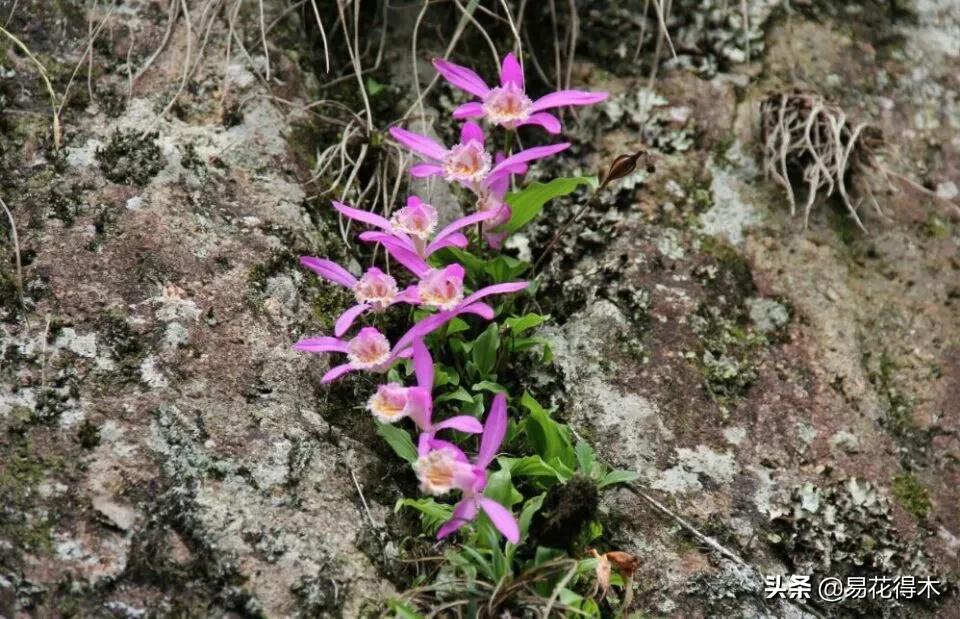 杜鹃兰属于几级保护植物,杜鹃兰品种图片