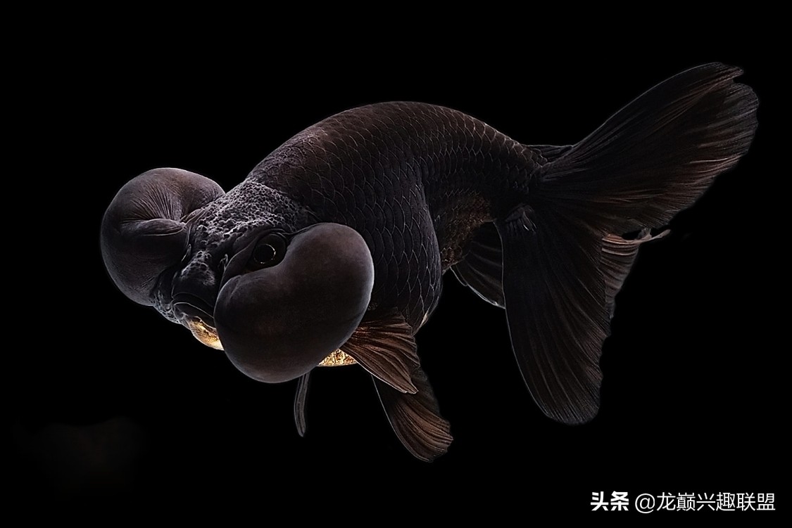 金鱼观赏鱼怎么挑选,金鱼怎么选才好看好养活