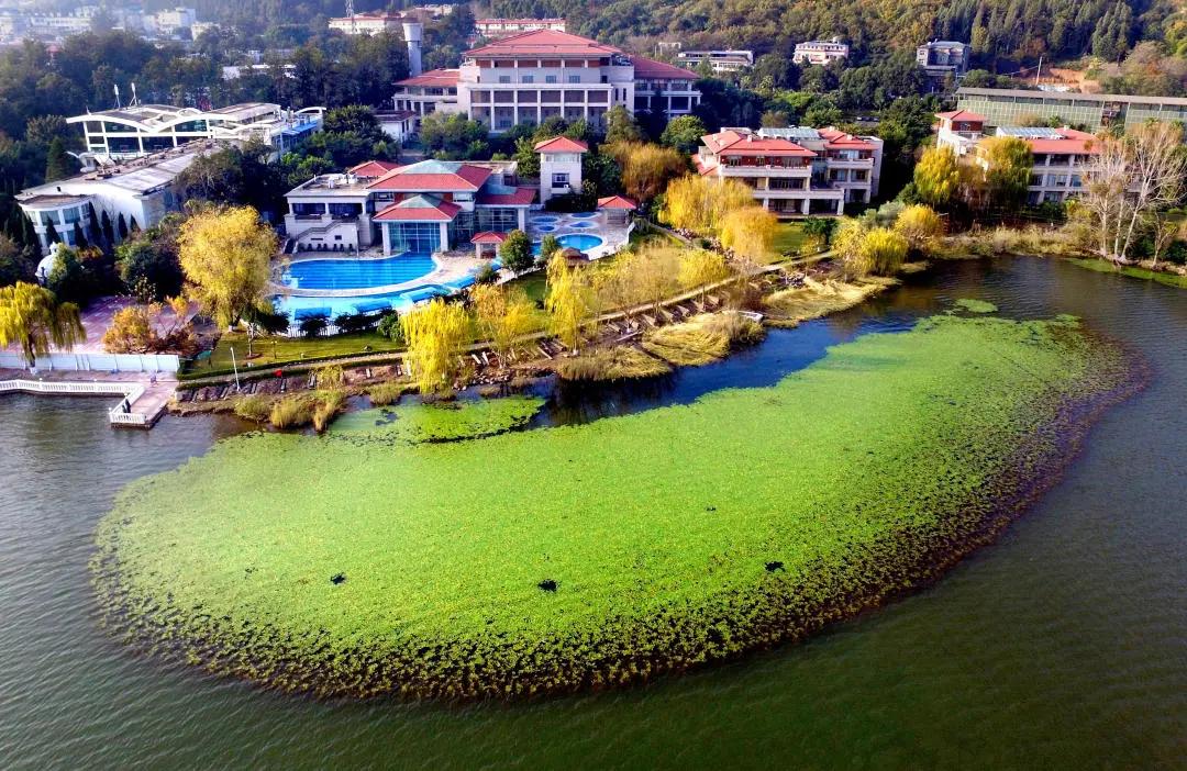 西昌邛海湿地的网红打卡树风景,邛海最美景点