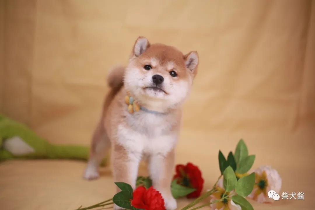 柴犬不听话咬人怎么办,柴犬不听话总是乱跑