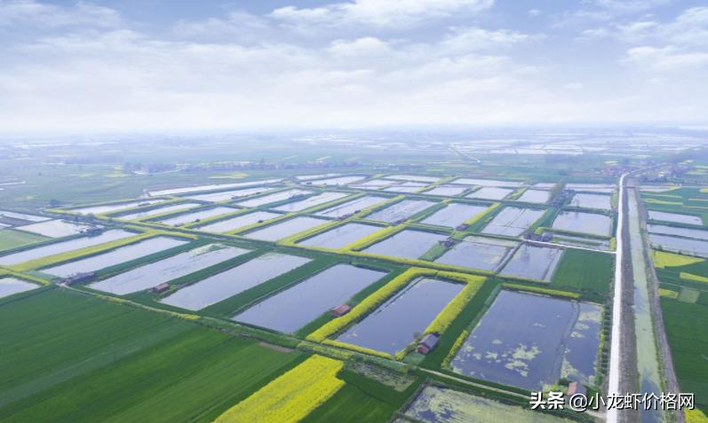 小龙虾进笼死与偷死的病因区别,小龙虾进地笼没活力死是什么情况