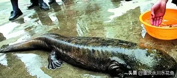 十大最好看的观赏鱼,观赏鱼100种形态