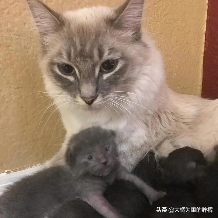 流浪猫躲入家中希望被收养,流浪猫被人喂了还能自己吃吗
