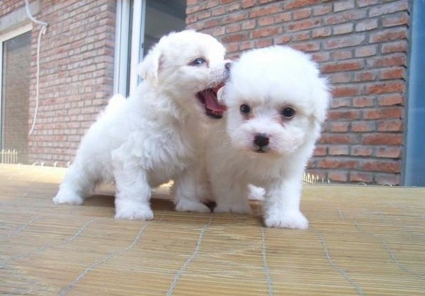 比熊犬毛发变差打结怎么回事,比熊犬沐浴后毛发打结怎么办