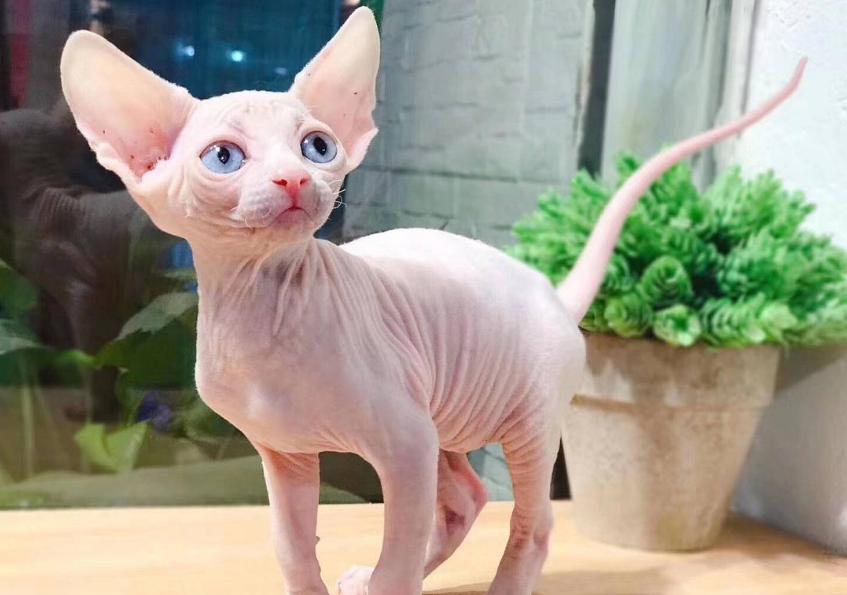 这5种猫不仅忠诚还好养,很可怕的5种猫不建议饲养