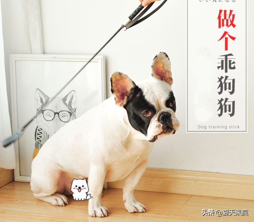 训狗教程视频训犬神器,训犬一点通训狗教程视频