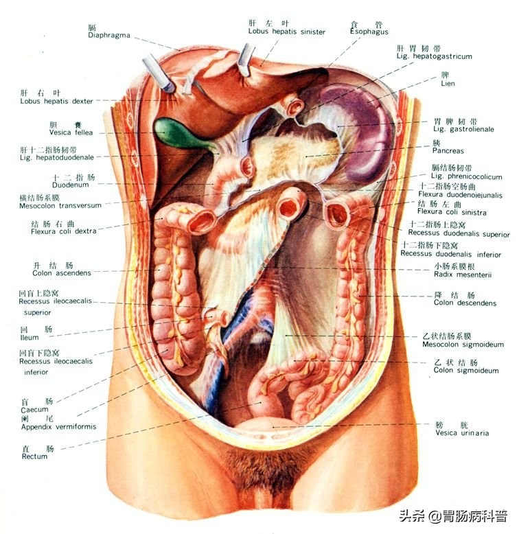 护考消化系统解剖图谱详解,消化系统解剖生理教学