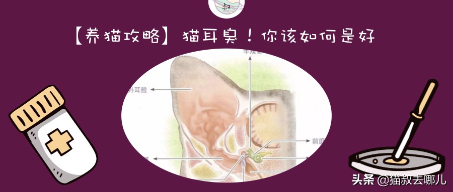 猫耳朵臭怎么清洁,猫耳朵臭怎么解决