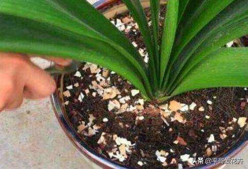 12月底,学会自制3种“营养土”,来年换盆肥效足、土壤疏松透气
