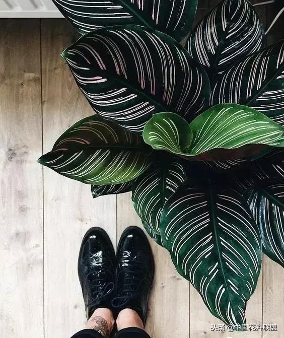 打翻了调色盘的花,打翻了调色盘的美景