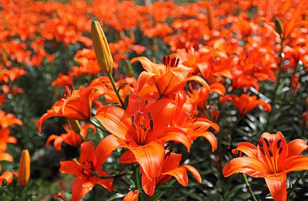 这个暑假去哪个地方玩不热,这个季节去从化有什么好玩的