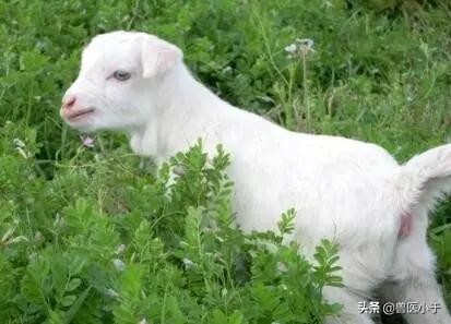 玉米生喂好还是熟喂好,玉米差别对比图片