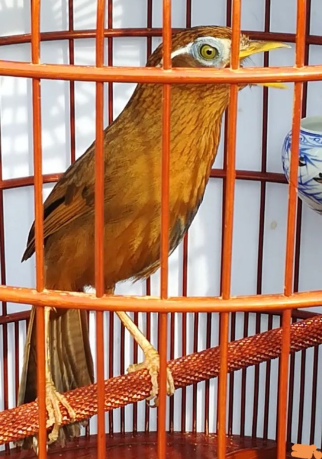 画眉鸟生病会出现什么情况,画眉鸟感冒的表现有哪些