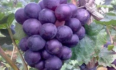 极早熟不掉粒葡萄新品种,2020年目前葡萄早熟好品种有哪些