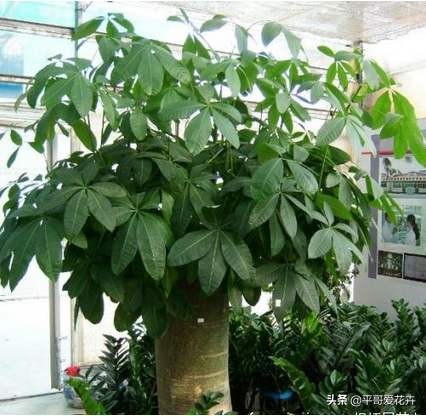 吊兰绿萝浇水的正确方法,吊兰绿萝黄叶怎么补救