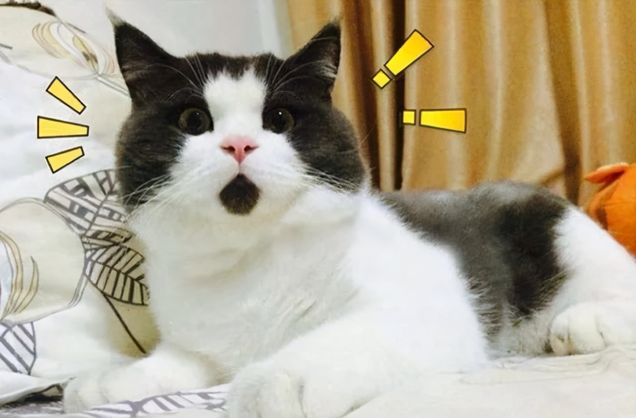 猫咪身上哪些部位不能碰水,猫咪身上的四个弱点