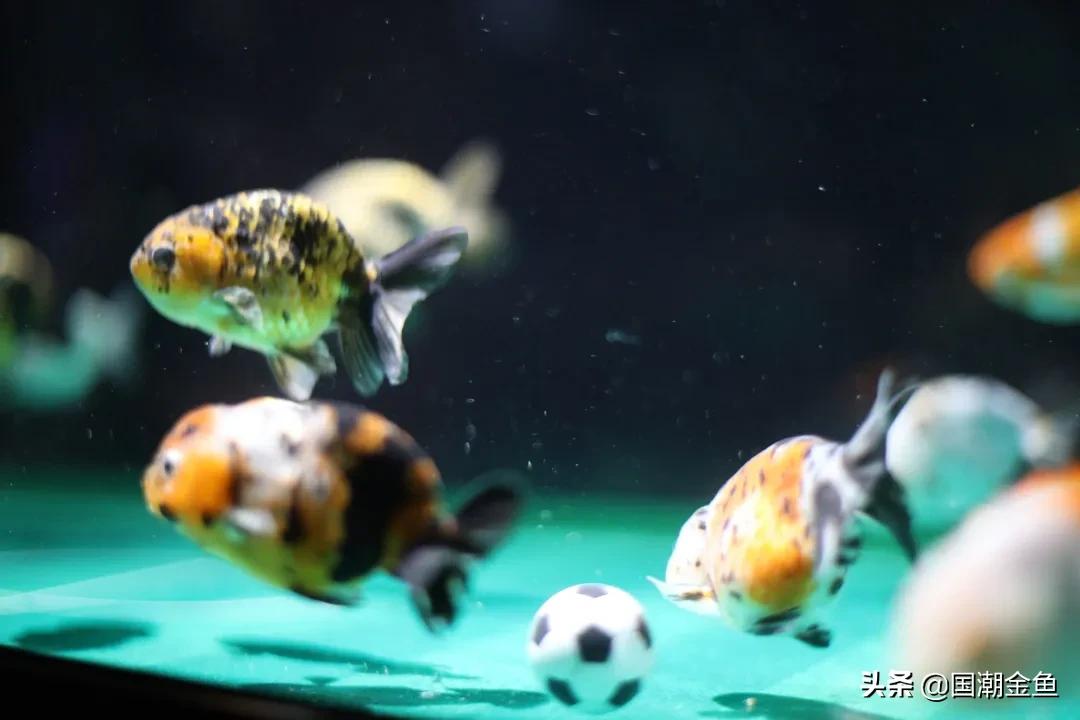 养龙鱼怎么才能节省电,养金鱼必备小知识