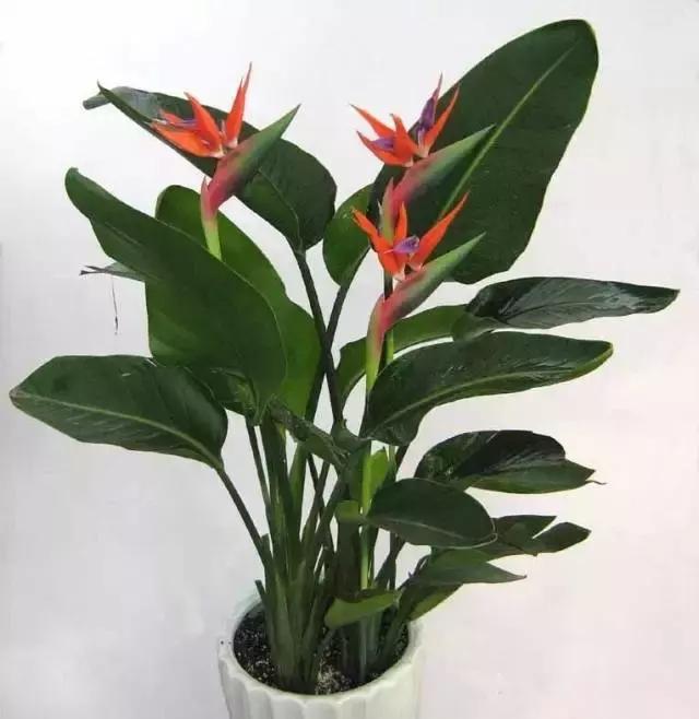 献给那些养花每次都养死的人文案,一直养死花但从未放弃养花