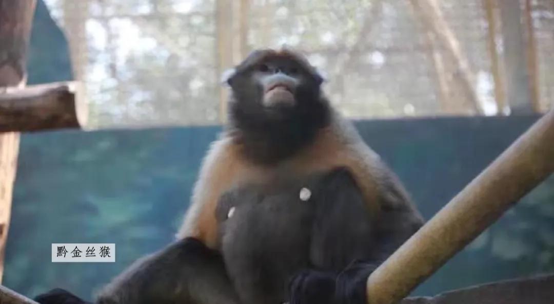 北京动物园和北京大兴野生动物园,北京动物园儿童动物园