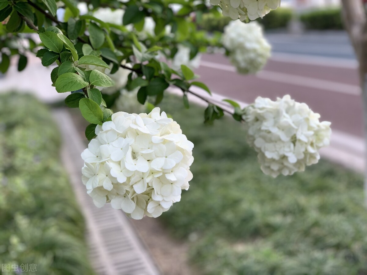 那些令人赞叹的庭院花卉,5种庭院生活方式的花卉