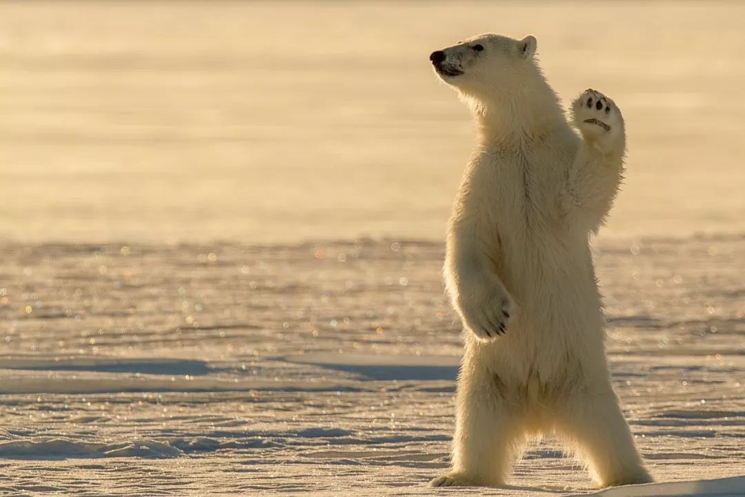 73岁老人被狼追杀,人类被鲨鱼猎杀的惊恐瞬间